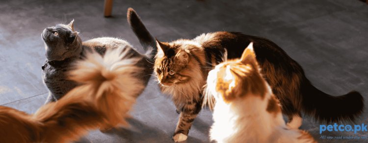 Top 5 Cat Breeds Suited for Homes in Pakistan