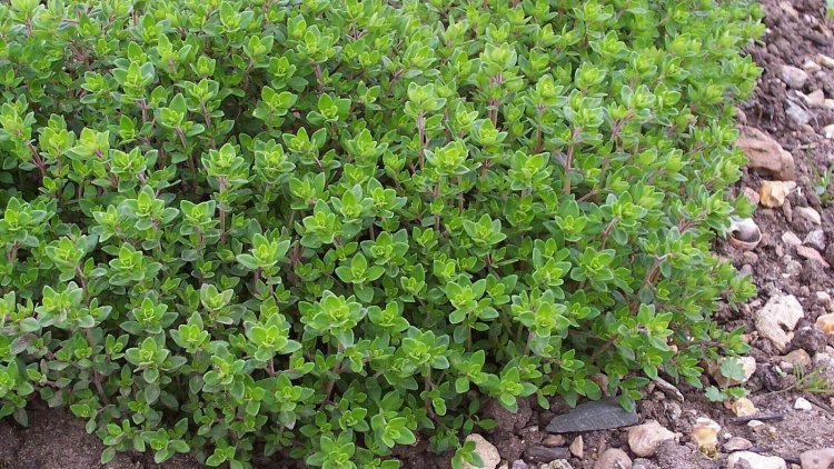 Thyme In Greenhouses: Why And How To Care For It Effectively